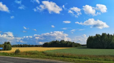 Buğday kulakları ve mavi bulutlu gökyüzü manzarası