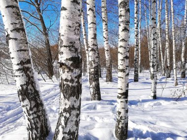 Sabahın erken saatlerinde yağan kar tanelerini yansıtıyor. Bitmeyen ağaçların altındaki dallarla kaplı kardan..