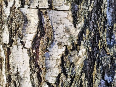 Eski ağaç dokusu arka plan şablonu. Ağaç gövdesine yakın çekim. Metin için yeterli alan var.