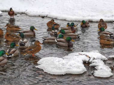 Karlı parktaki donmuş gölette ördek sürüsü. Kış ördekleri