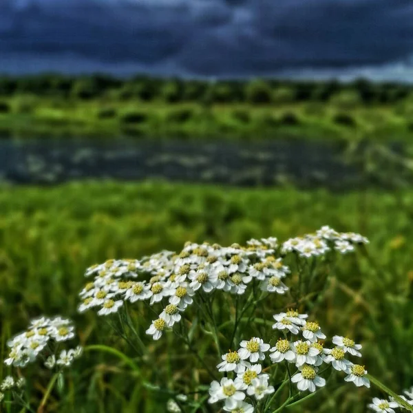 ดอกไม าบนทะเลสาบในป — ภาพถ่ายสต็อก