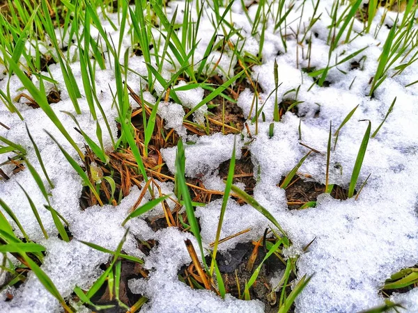 Filtrelenmiş karlı yeşil çimenler, kışın golf sahasında yetişiyor. Arka planda çalılık, alçak açı, fotokopi alanı, Hello Spring, Elveda kış konsepti.