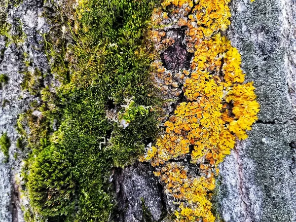美丽的绿色苔藓生长在森林里的一棵老树上 近距离观察 墙纸用苔藓的漂亮背景 — 图库照片