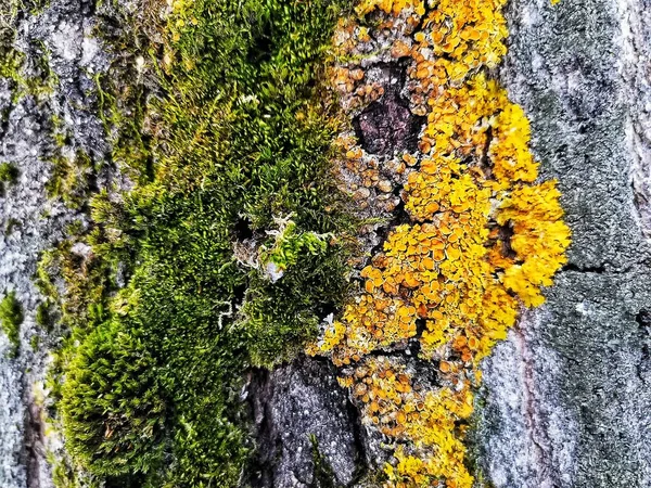 Hermoso Musgo Verde Crece Árbol Viejo Bosque Vista Cerca Macro — Foto de Stock