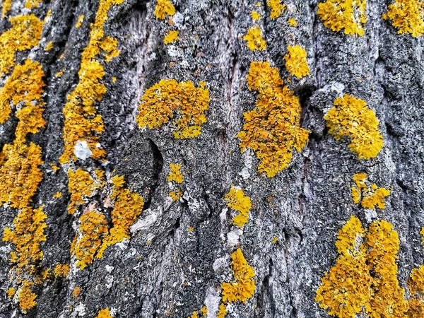 Prachtig Groen Mos Groeit Een Oude Boom Het Bos Van — Stockfoto