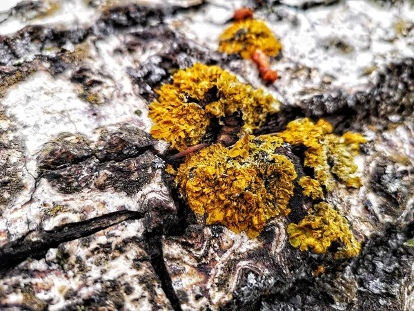 Hermoso Musgo Verde Crece Árbol Viejo Bosque Vista Cerca Macro — Foto de Stock