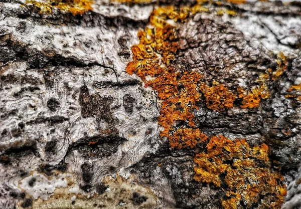 Ormandaki Yaşlı Bir Ağaçta Güzel Yeşil Yosunlar Yetişir Manzarayı Kapatır — Stok fotoğraf