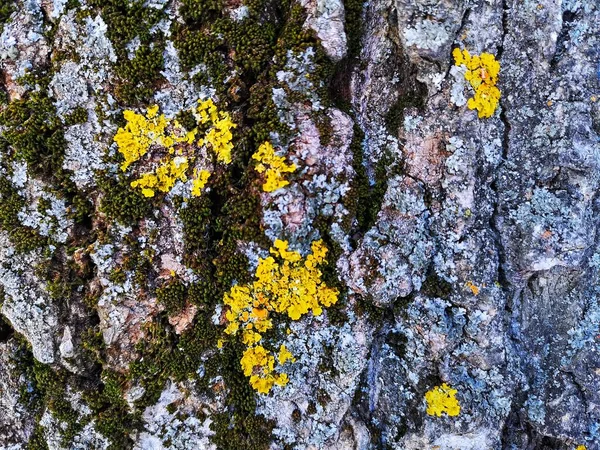 Ormandaki Yaşlı Bir Ağaçta Güzel Yeşil Yosunlar Yetişir Manzarayı Kapatır — Stok fotoğraf