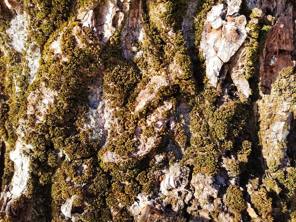 Beautiful green moss grows on an old tree in the forest, close up view, macro. Beautiful background of moss for wallpaper.