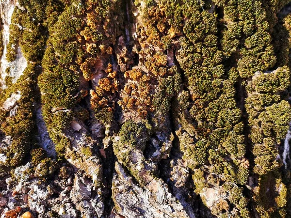 Ormandaki Yaşlı Bir Ağaçta Güzel Yeşil Yosunlar Yetişir Manzarayı Kapatır — Stok fotoğraf