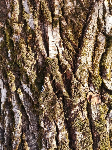 Ormandaki Yaşlı Bir Ağaçta Güzel Yeşil Yosunlar Yetişir Manzarayı Kapatır — Stok fotoğraf