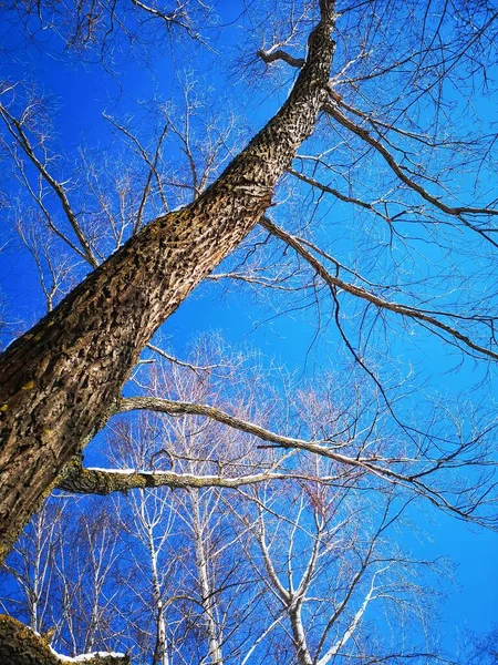 初冬的晨光反射着雪花飘落在常青树的树下 雪地覆盖着树枝 — 图库照片