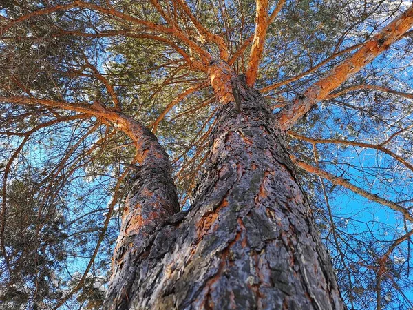 Eski Ağaç Dokusu Arka Plan Şablonu Ağaç Gövdesine Yakın Çekim — Stok fotoğraf