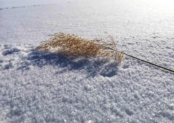 Reed 'in donmuş gölü kışın arka planda