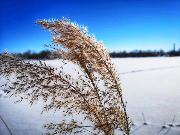 Reed 'in donmuş gölü kışın arka planda