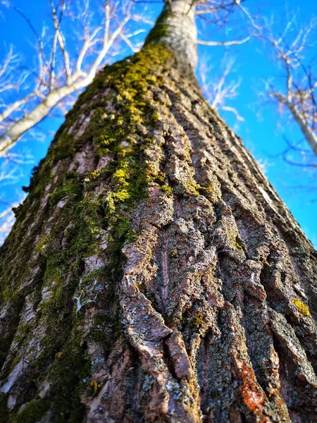 美丽的绿色苔藓在树上 苔藓特写 壁纸漂亮的苔藓背景 — 图库照片