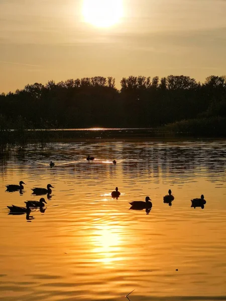 Силуэт Уток Озерной Воде Восходе Солнца — стоковое фото