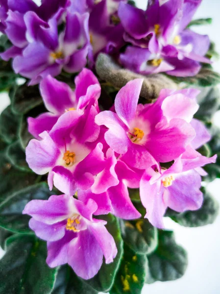 Menekşe çiçekli Viola bitkisi, Viola, Yaygın Violet, Viola üç renkli, nonoş çiçeği