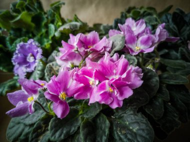 Senpolia, genellikle Afrika menekşesi olarak bilinir. Bir kural olarak, Afrika menekşesi yaygın bir ev bitkisidir. Tenceredeki menekşeler