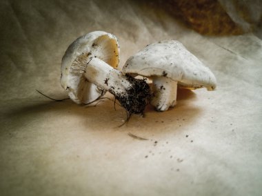 Koyu bir arka planda çam mantarı yakın plan. Yenilebilir ve lezzetli mantarlar.