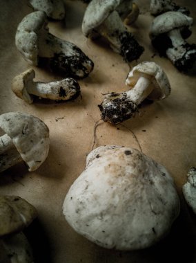 Koyu bir arka planda çam mantarı yakın plan. Yenilebilir ve lezzetli mantarlar.