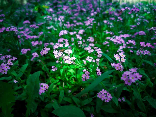 Cosmos Flower Face Sunrise Field — Stock Photo, Image