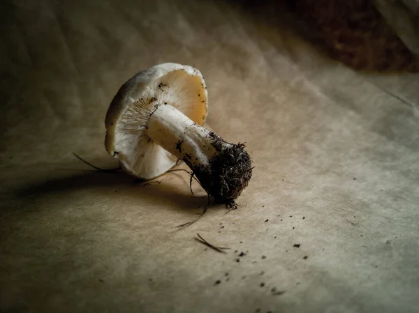 Großaufnahme Von Kiefernpilzen Auf Dunklem Hintergrund Essbare Und Köstliche Pilze — Stockfoto