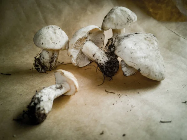 Close-up of pine mushrooms on a dark background . Edible and delicious mushrooms