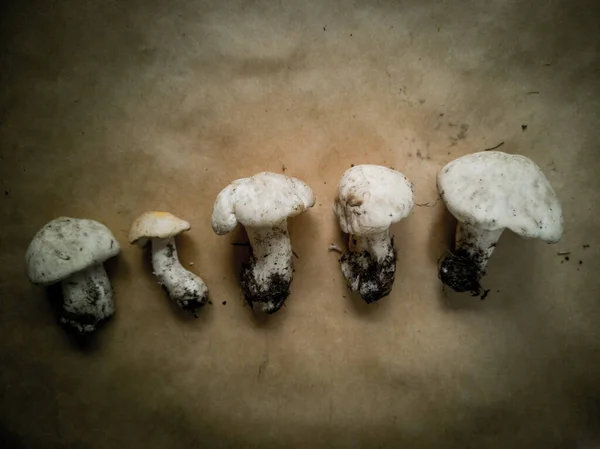 Großaufnahme Von Kiefernpilzen Auf Dunklem Hintergrund Essbare Und Köstliche Pilze — Stockfoto