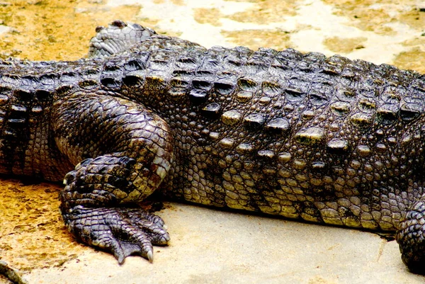 Beinarbeit Und Details Auf Der Körperhaut Von Krokodil — Stockfoto