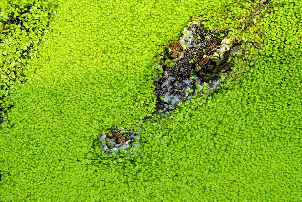 Gölün yüzeyindeki timsahın başını kapatın. Cesedinde yosun var.