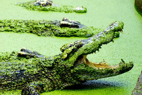 Krokodil Opent Zijn Bek Het Meer Met Mos Het Lichaam — Stockfoto