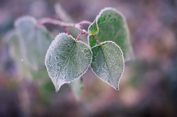 İlk sonbahar frosts!