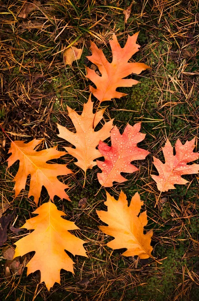 Las hojas de los árboles se vuelven rojas en el otoño — Foto de Stock