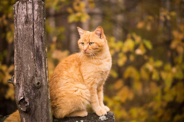 Gato de gengibre bonito ! — Fotografia de Stock