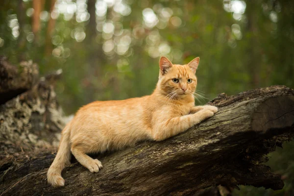 güzel zencefil kedi!