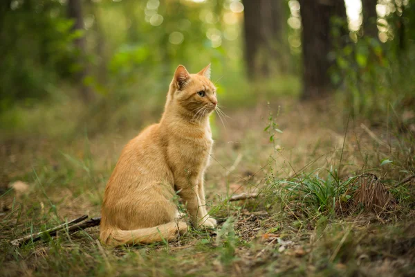 Beautiful ginger cat! Stock Photo