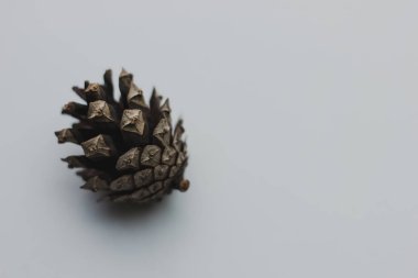 Beyaz arkaplanda çam kozalağı