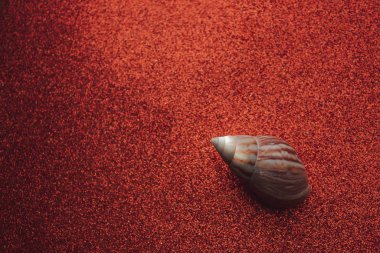 Kumsalda deniz kabukları