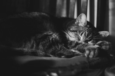  siyah arka plan üzerinde uyuyan kedi