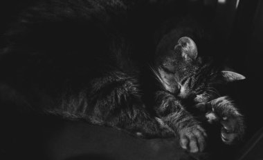  siyah arka plan üzerinde uyuyan kedi