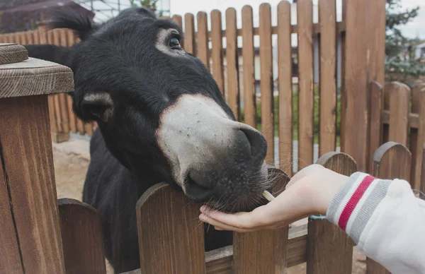 Cheval Dans Une Écurie — Photo