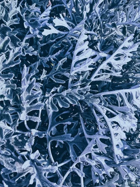 Fond Bleu Abstrait Texture Plante Dans Givre — Photo