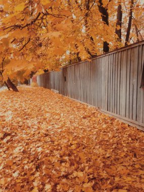 Parkta altın sonbahar