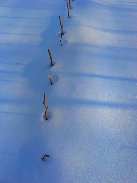 雪的质地 一排排的幼苗 — 图库照片