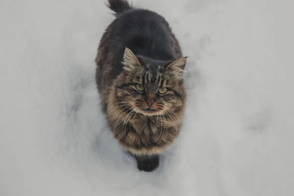 Lindo Gato Nieve —  Fotos de Stock