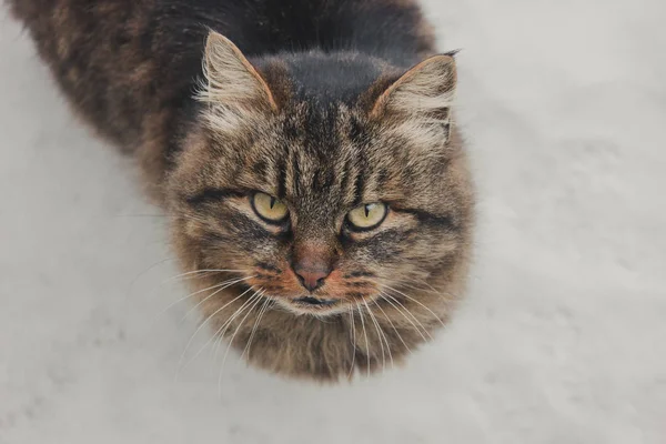 Gato Bonito Neve — Fotografia de Stock