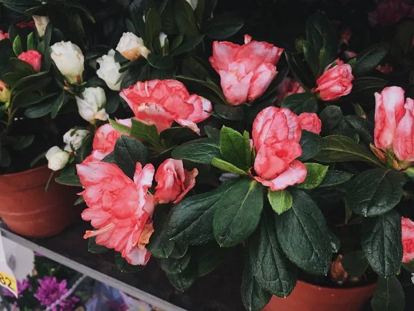 花器に花を咲かせます バレンタインデーギフト — ストック写真