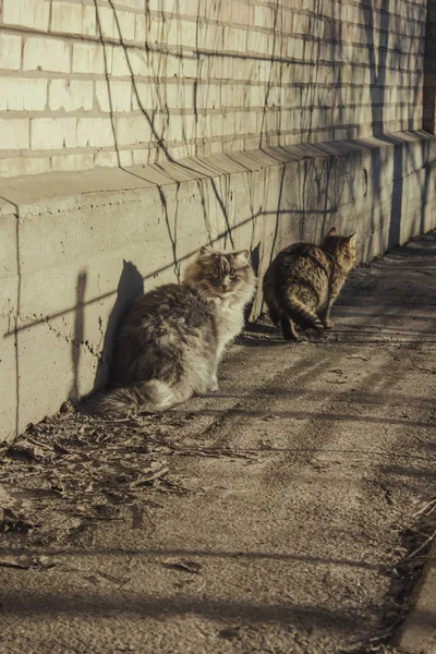 Koty Bawią Się Słońcu — Zdjęcie stockowe
