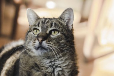 Yeşil gözlü kedi portresi